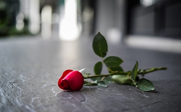 single red rose lying on a cement ground