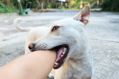 white dog biting the arm of a person